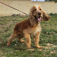 Photo de BOSCO