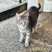 Photo de ASHLEY