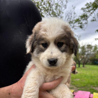 Photo de Waffles