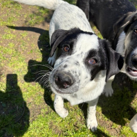 Photo de apollo