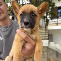Photo de Chiquita