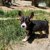 Photo de Chilli