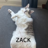 Photo de ZACK