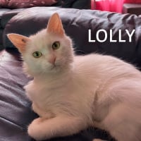 Photo de LOLLY