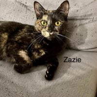 Photo de ZAZIE