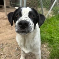 Photo de apollo