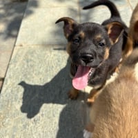 Photo de Merlin