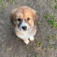 Photo de Fuzzbucket