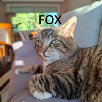 Photo de FOX