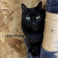 Photo de SERAPHINE