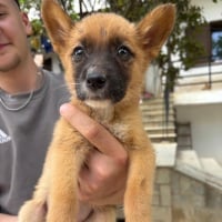 Photo de Chiquita