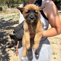 Photo de Tater Tot