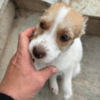 Photo de Feta Fuzz