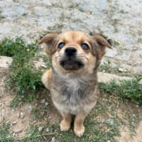 Photo de Sora