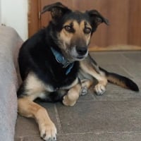 Photo de Nala