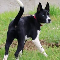 Photo de Apollon