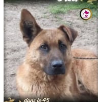 Photo de Sisko