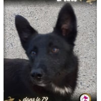 Photo de Thor
