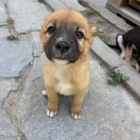 Photo de pickle