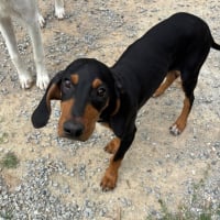 Photo de marley