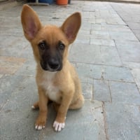 Photo de Chiquita