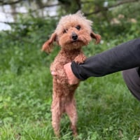 Photo de BeiBei