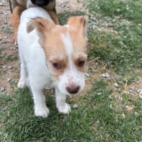 Photo de Feta Fuzz