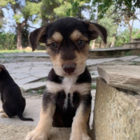 Photo de Tiny Tonny
