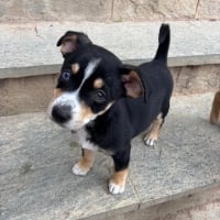 Photo de Ziggy