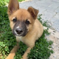 Photo de pickle