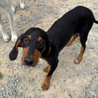 Photo de marley