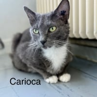Photo de CARIOCA