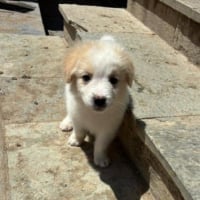 Photo de Astraia