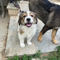 Photo de Maple