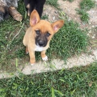 Photo de Chiquita