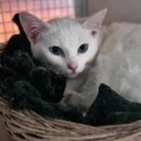 Photo de COCONUT