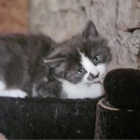 Photo de SHANKA
