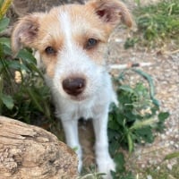 Photo de Feta Fuzz