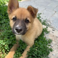 Photo de Pickle
