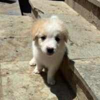 Photo de Astraia