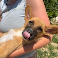 Photo de Chiquita