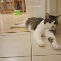 Photo de Pepsi 