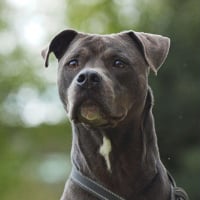 Photo de FALCO