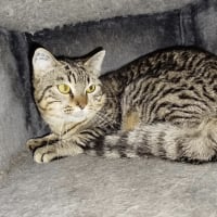 Photo de Tigrou