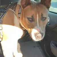 Photo de BALOU