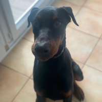 Photo de Venom