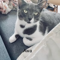 Photo de AWA