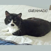 Photo de GWENHADU