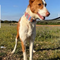 Photo de BETA