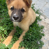 Photo de pickle
